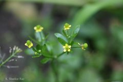 Ranunculus sceleratus